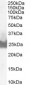 Goat Anti-BID Antibody
